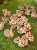 Shiitake Pilze selber züchten